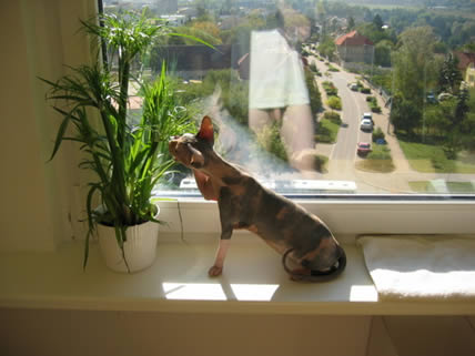 foto_cat_2.jpg